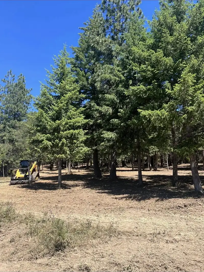 Cleared parcel with mature trees left standing and machine in the distance