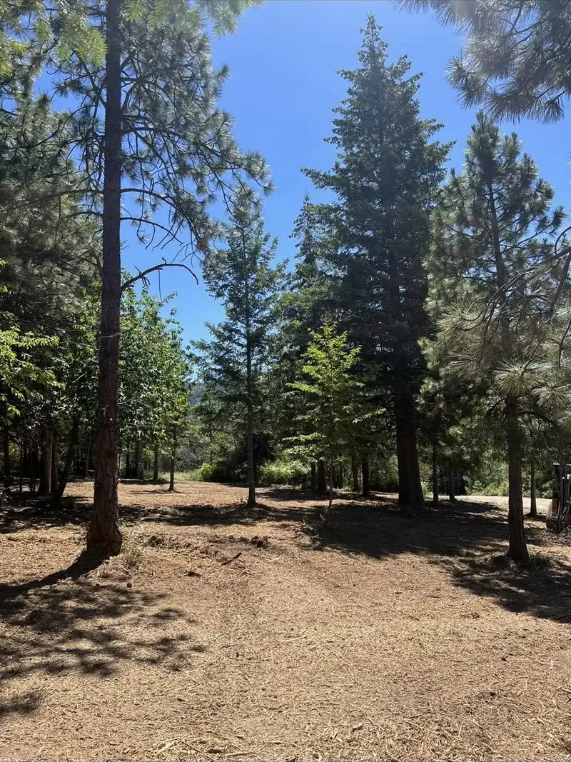 Open understory with pines left standing