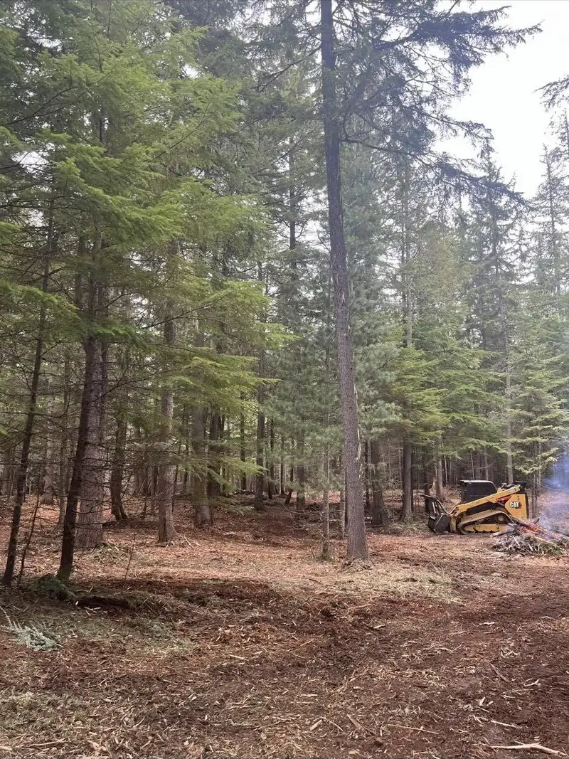 Timber stand with brush cleared and machine working in the distance