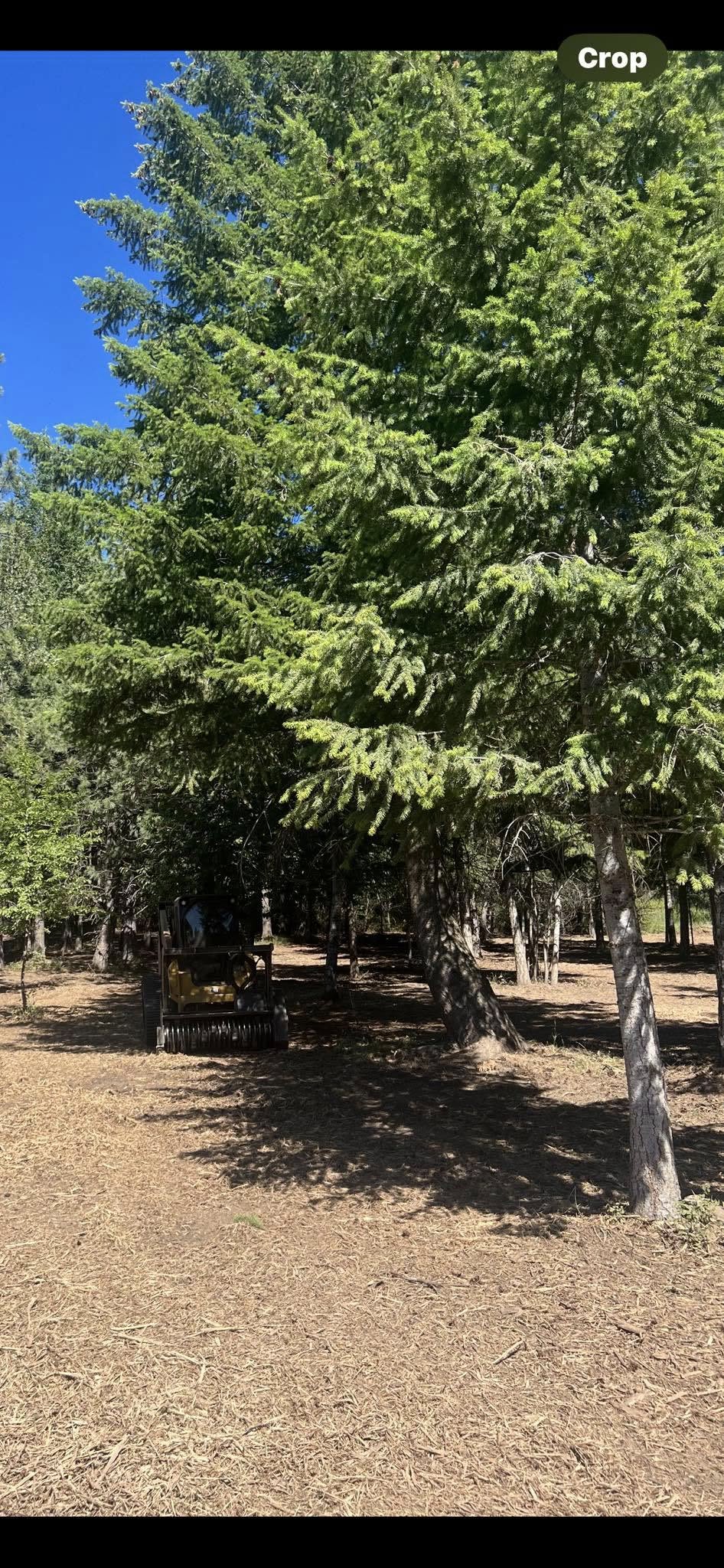 Rocky Mountain Land Management land clearing work