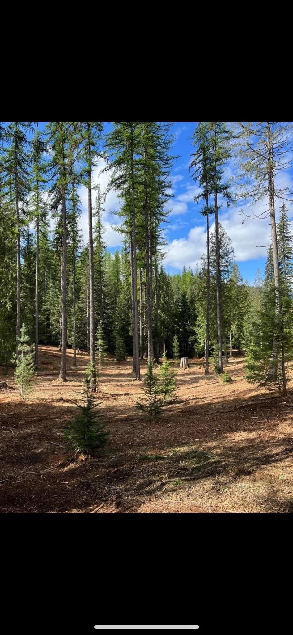 Thinned forest with open mulched floor and young trees left standing